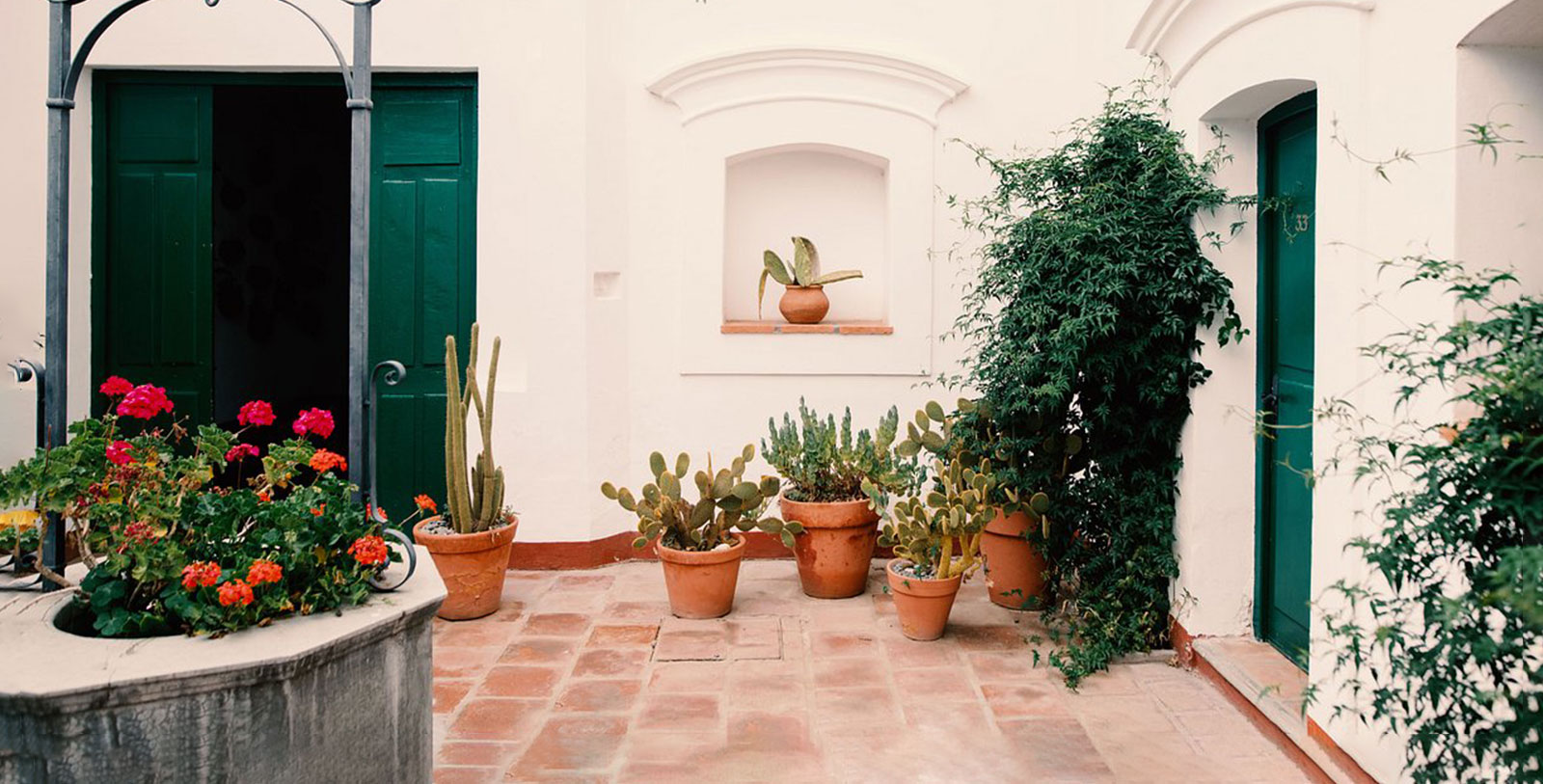a group of potted plants on a patio