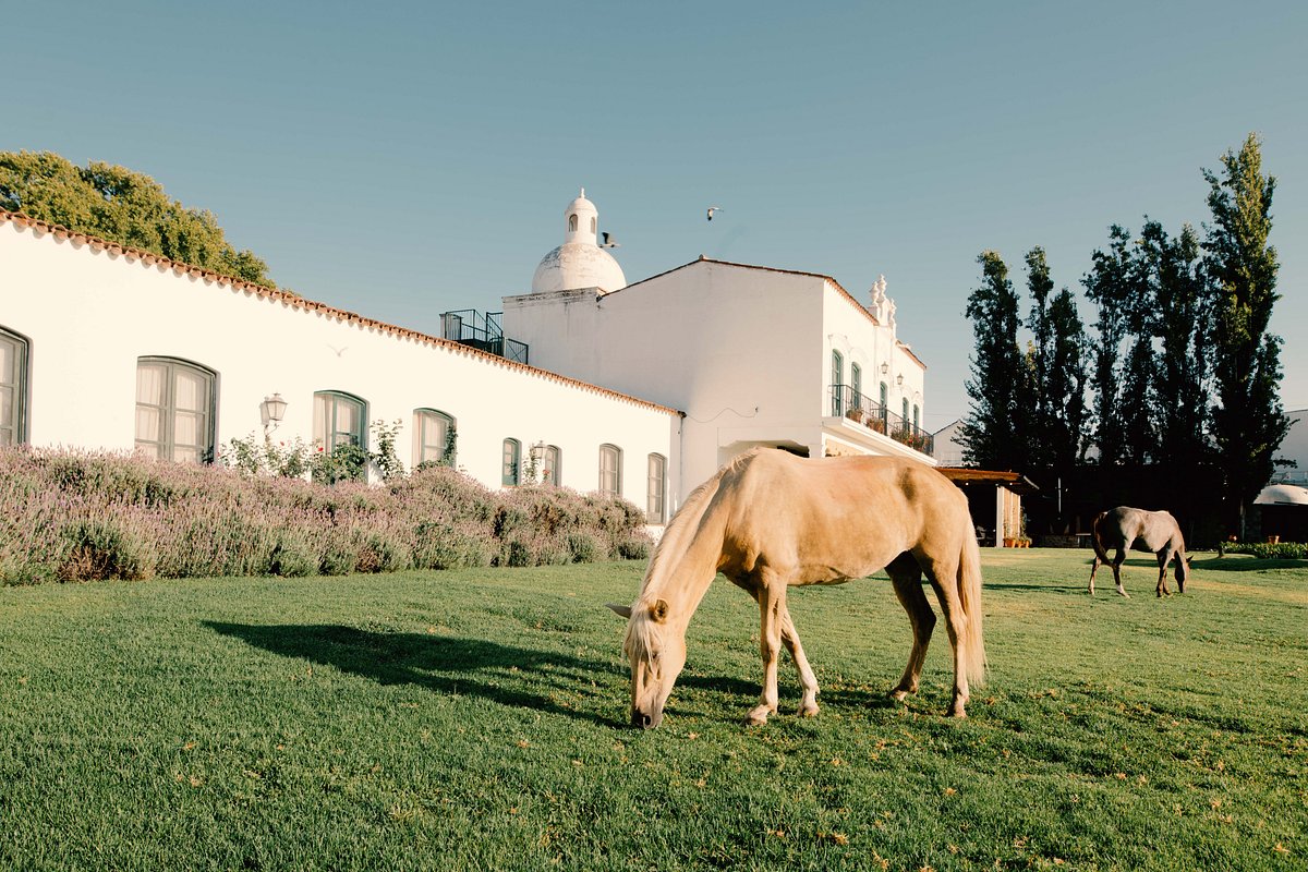 a horse eating grass in front of a building