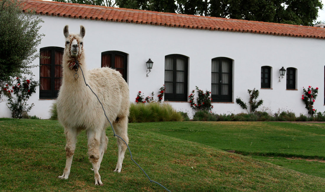 a llama standing on grass in front of a white building