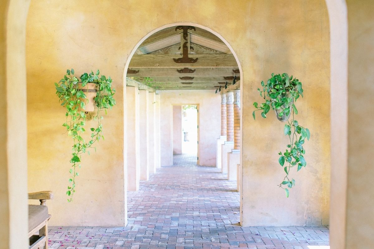 a archway with plants from it