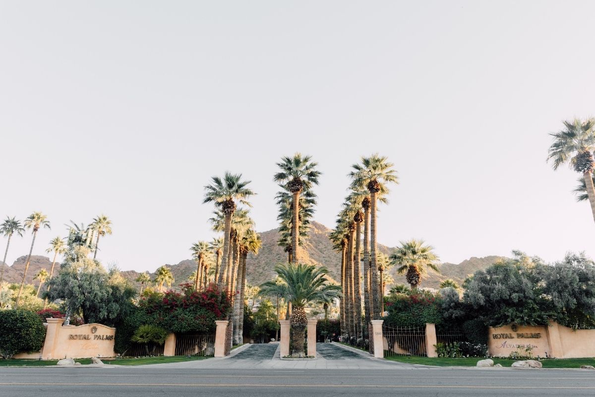 a palm trees in front of a road