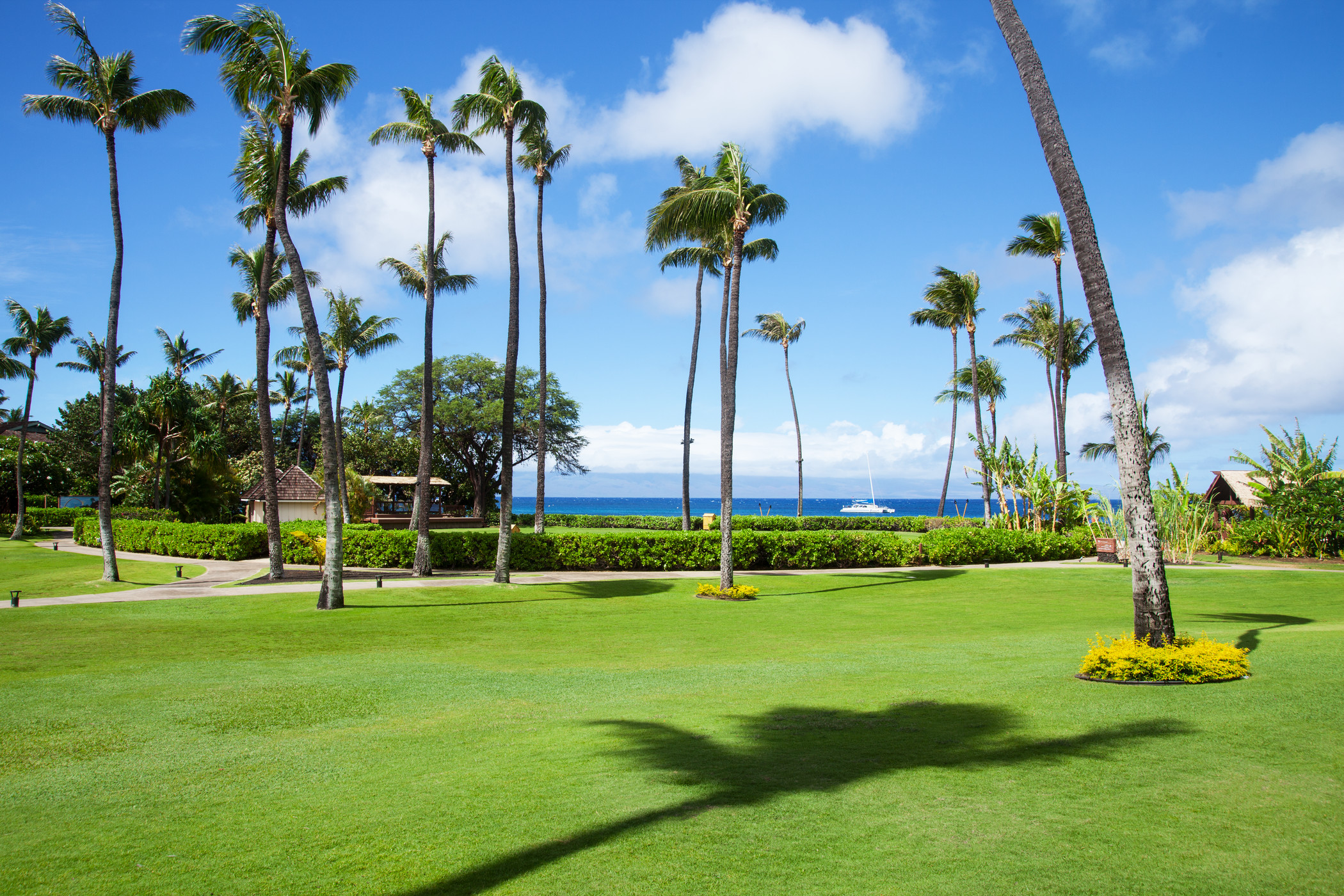 a grass field with palm trees and a body of water in the background