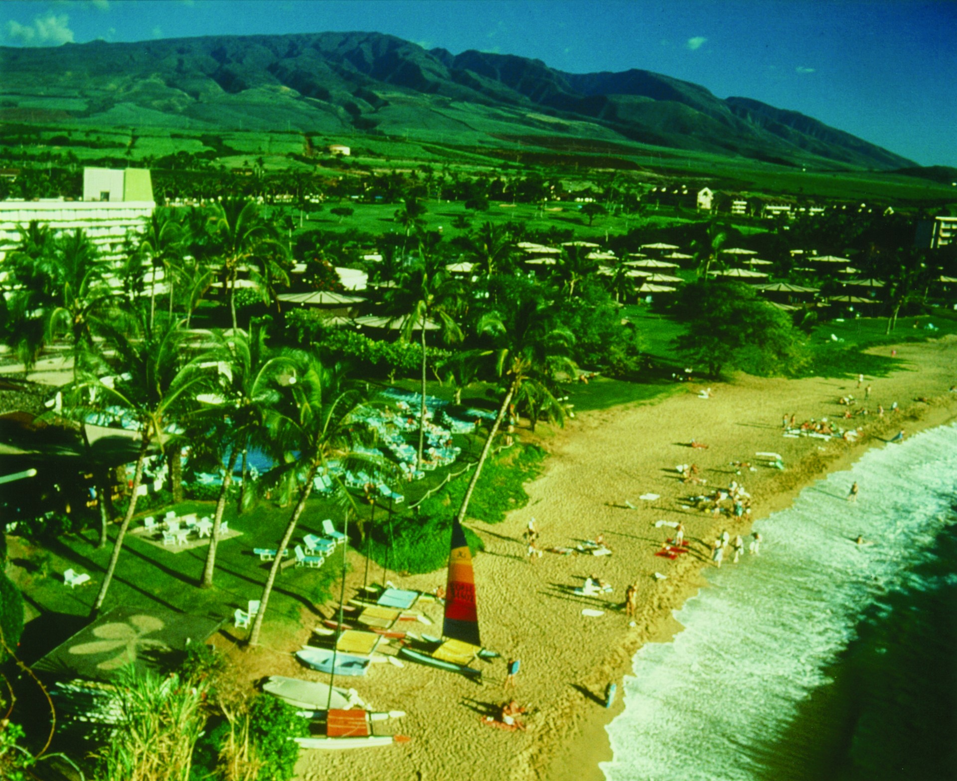 a beach with palm trees and a body of water