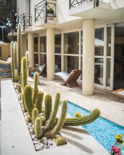 a cactus in a pool