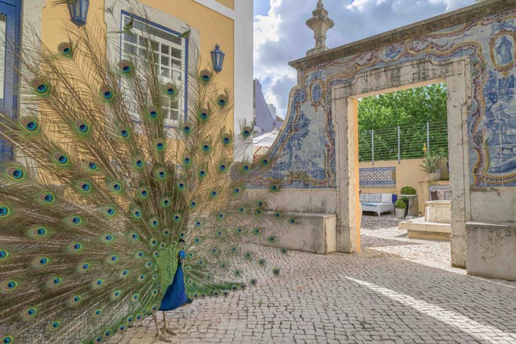 a peacock standing in front of a building