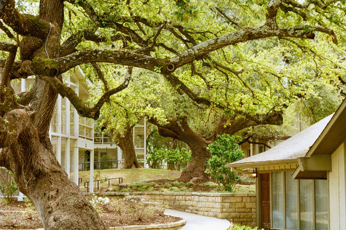 a tree with many branches and a walkway in front of a building