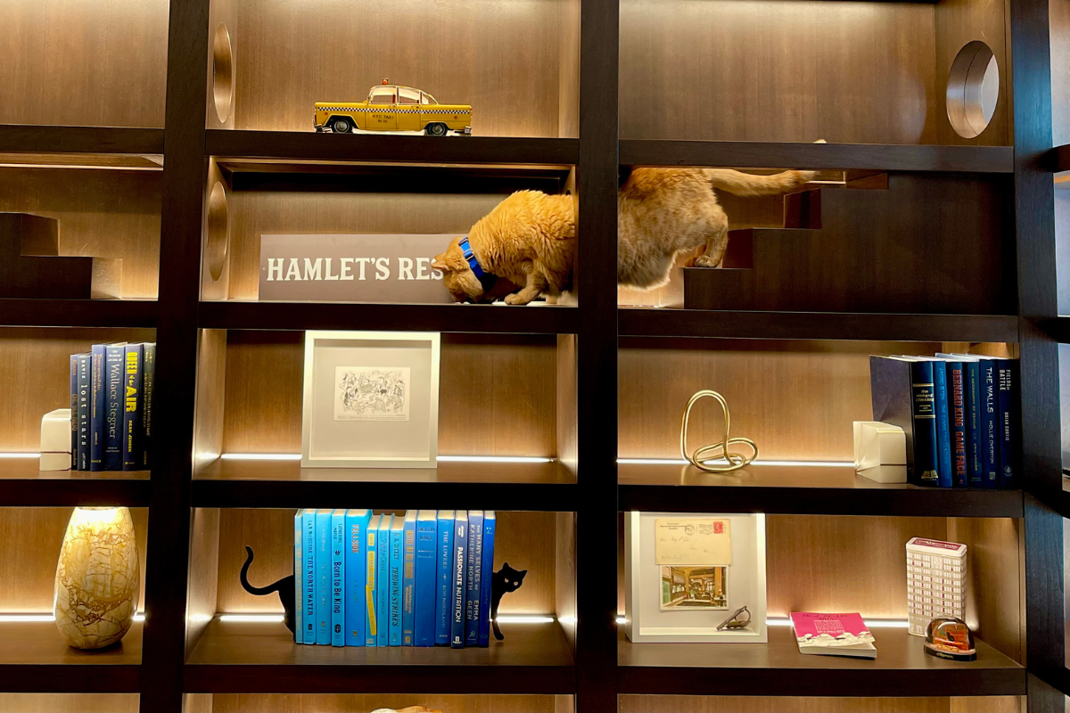 a cat walking on a shelf