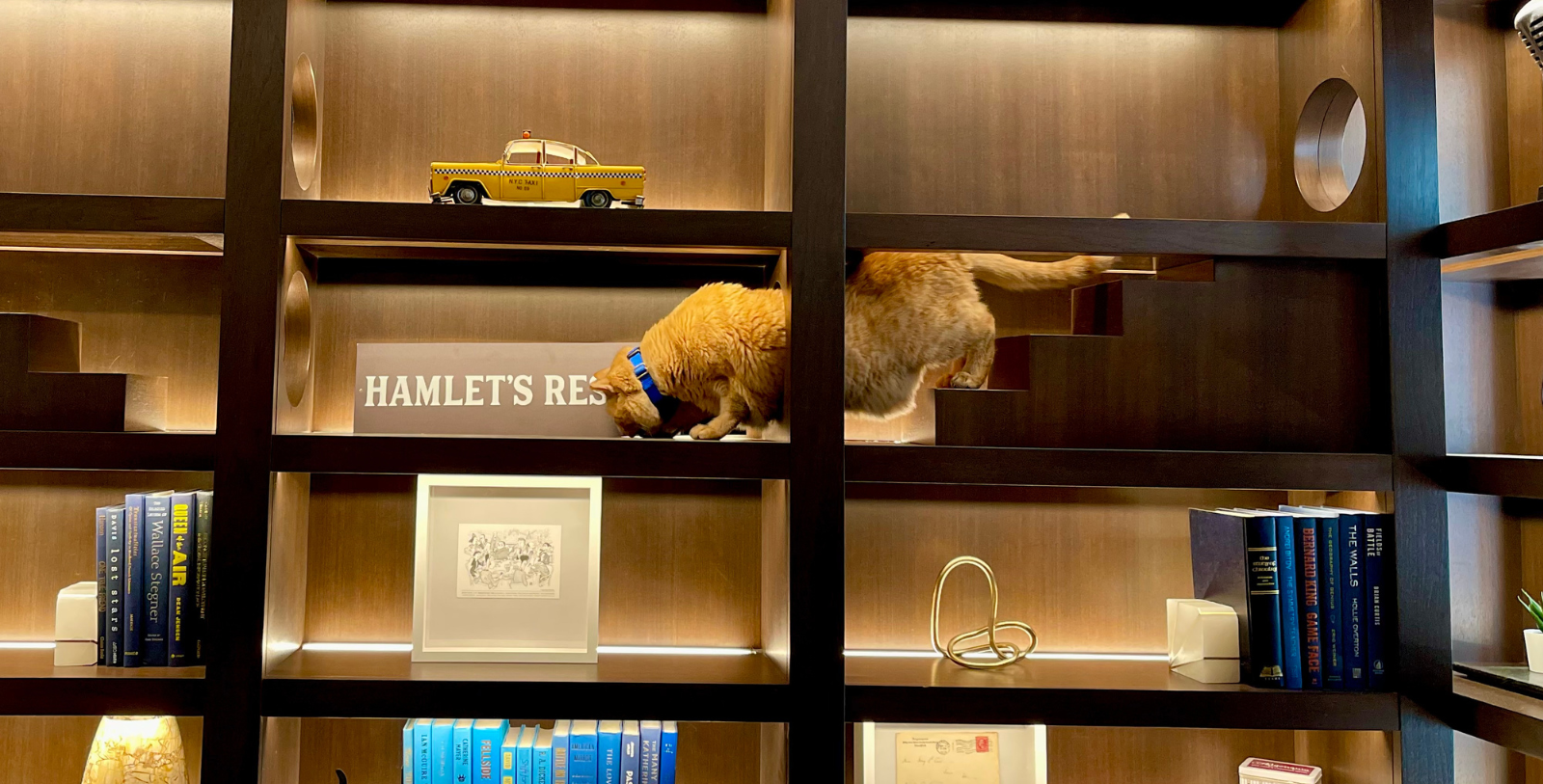 a cat on a shelf