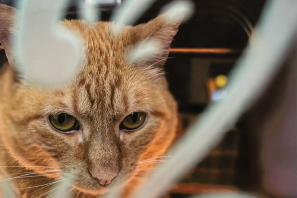 a cat looking through a fence