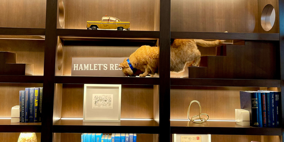 a cat on a shelf with a toy car