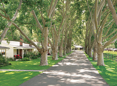 a road with trees and houses