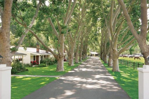 a road with trees on the side