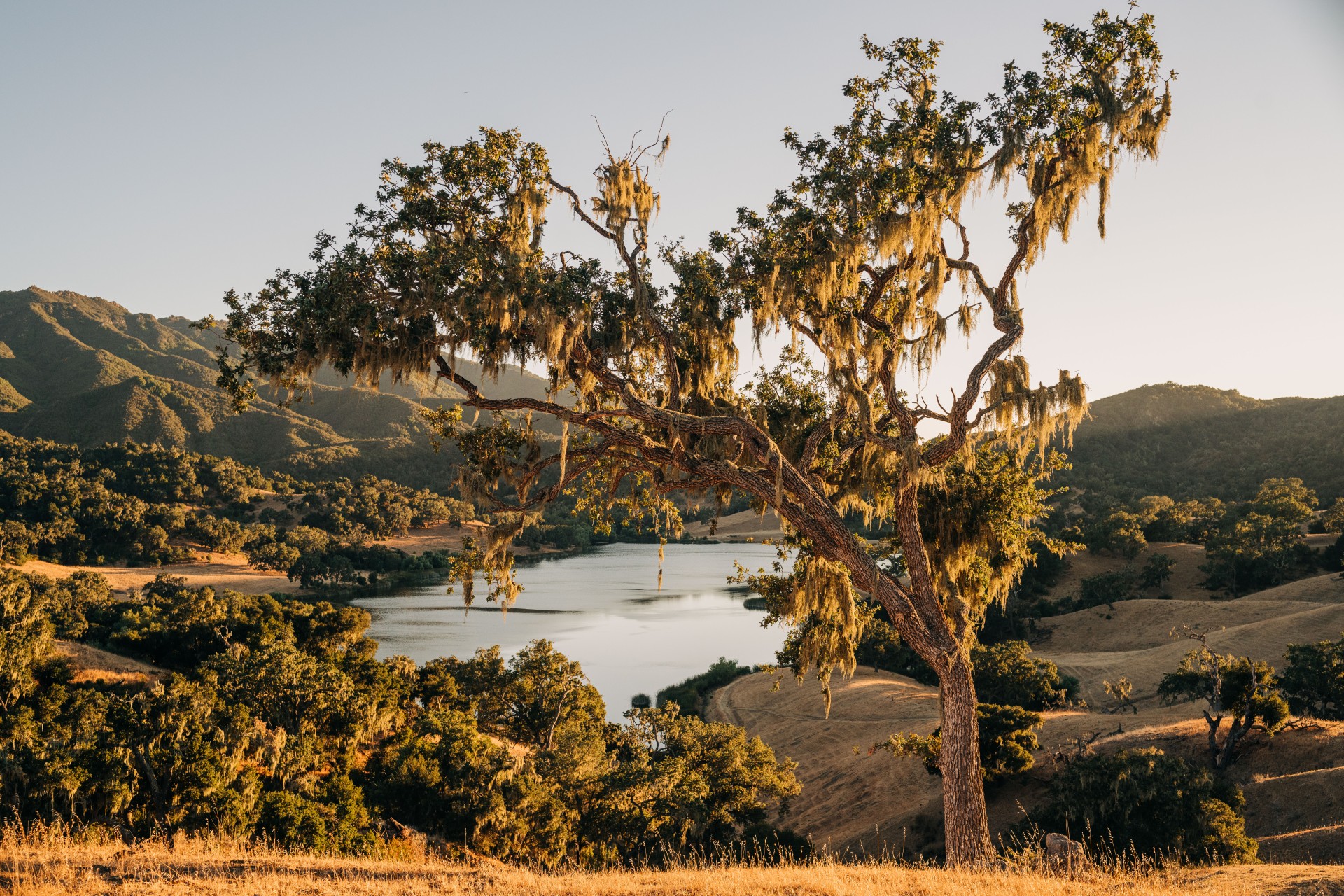 a tree with a lake in the background
