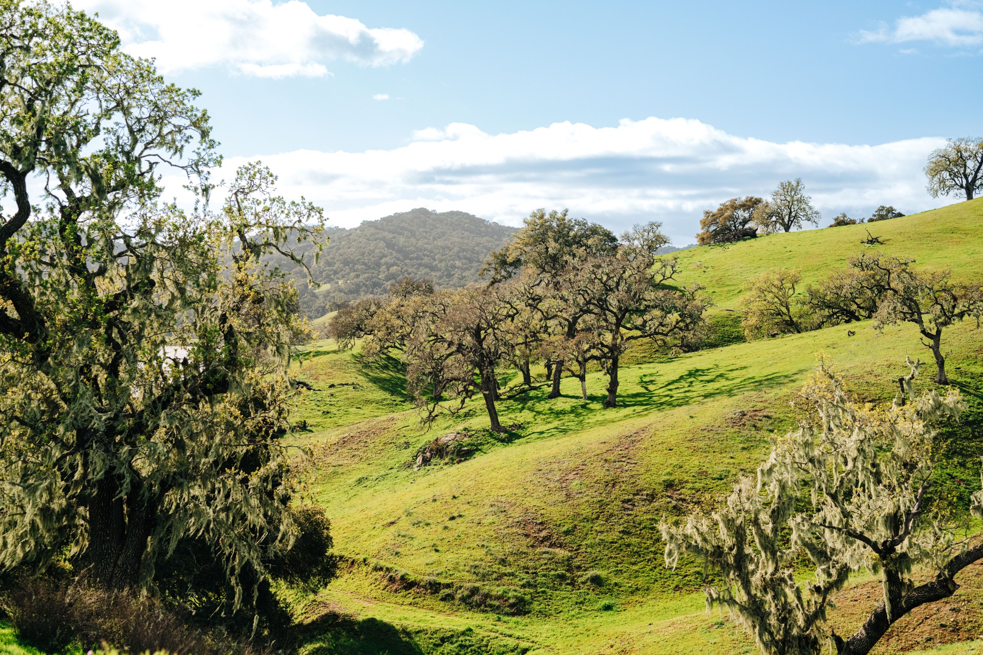 a green hills with trees and a blue sky