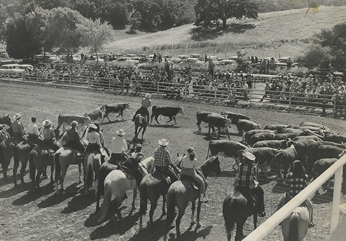 a group of people riding horses in a rodeo