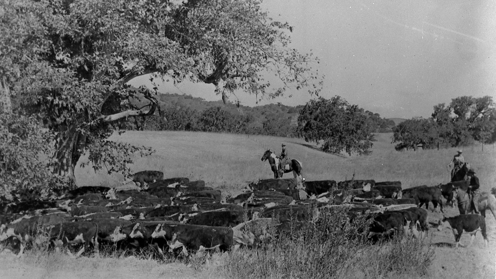 a man on a horse and a herd of cows