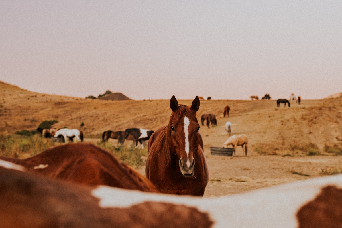 a group of horses in a field