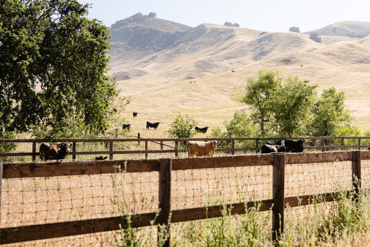 a group of cows in a fenced in pasture with Ennis House in the background