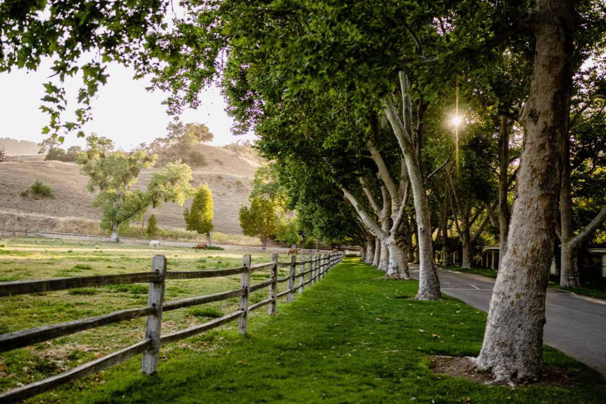 a row of trees along a road