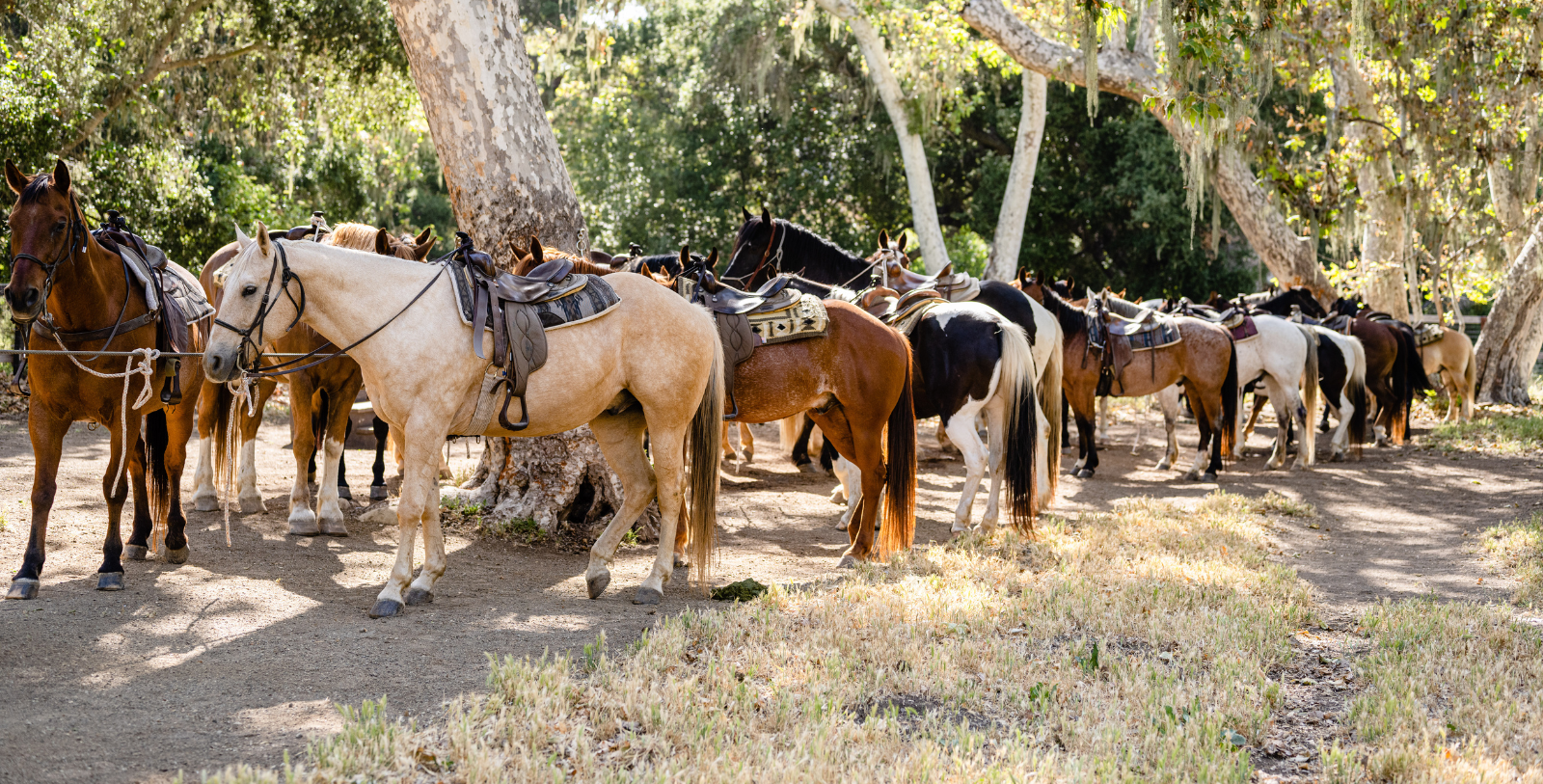 a group of horses with saddles