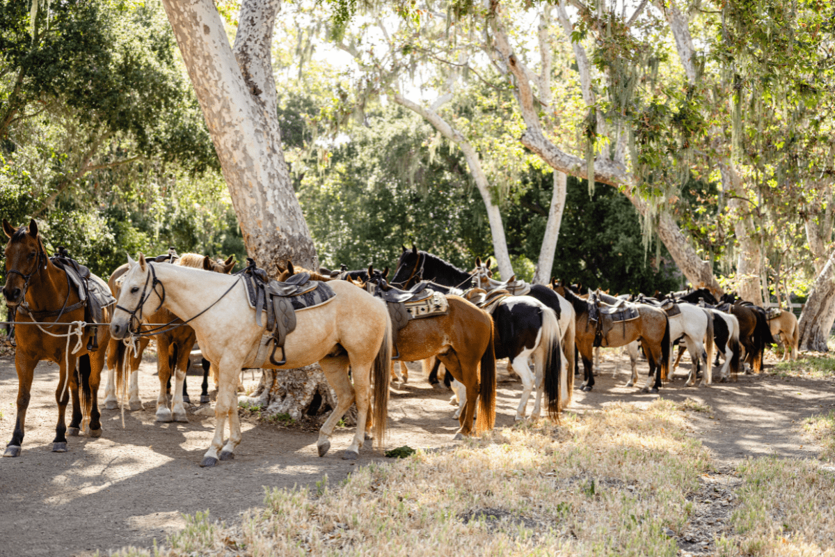 a group of horses with saddles