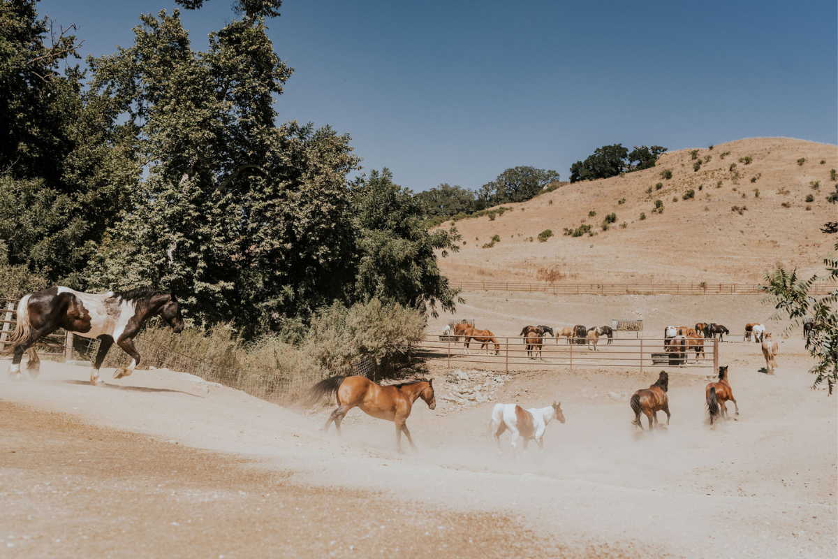 a group of horses running in a dirt field