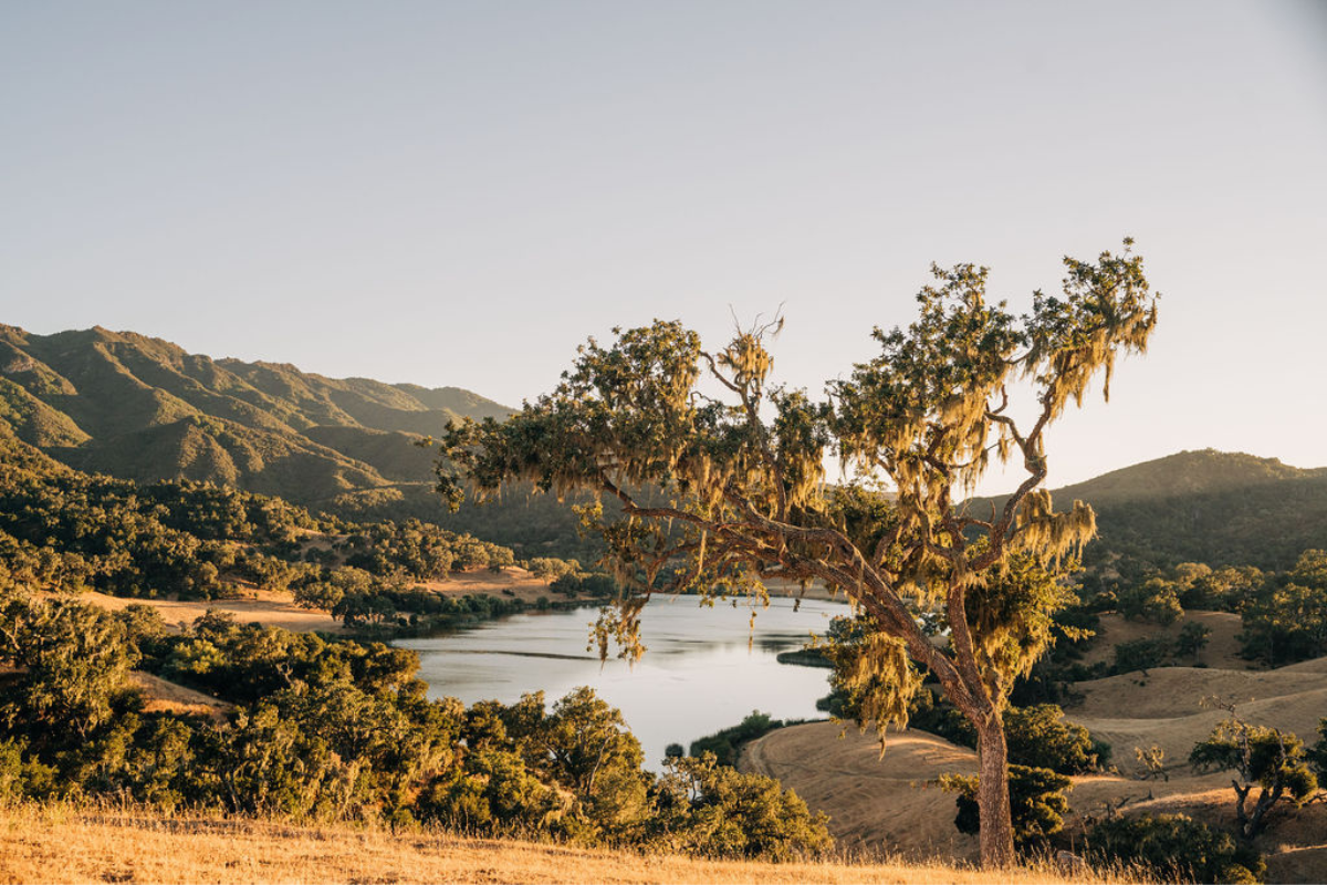 a tree next to a lake
