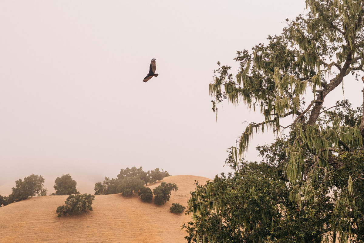 a bird flying over a tree