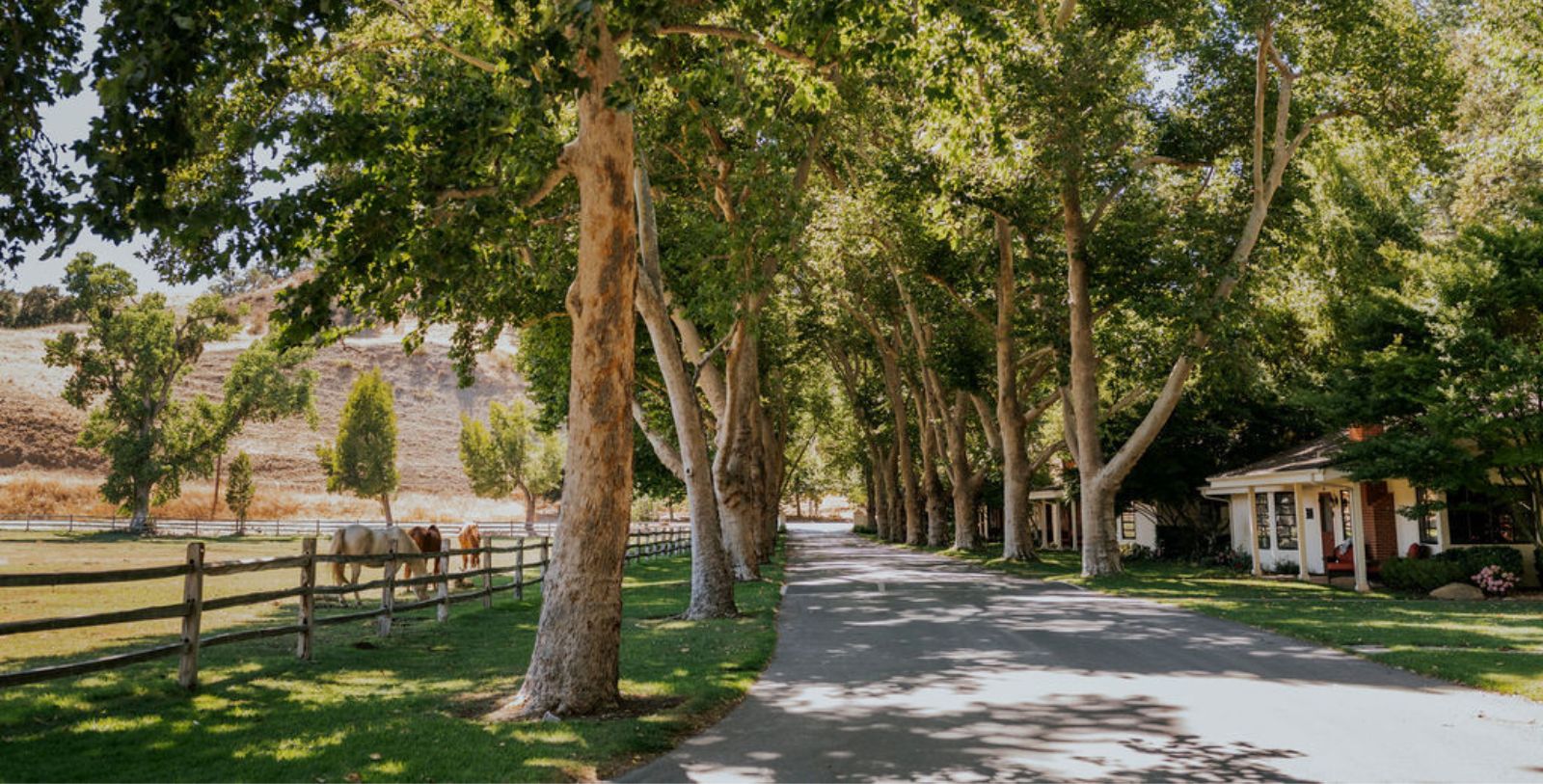 a road with trees and horses