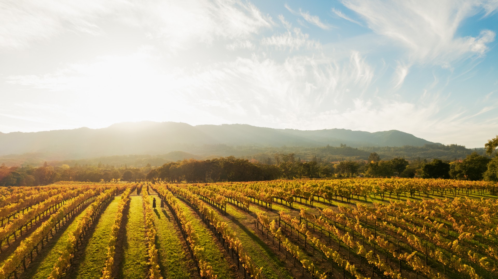 a field of vines with mountains in the background
