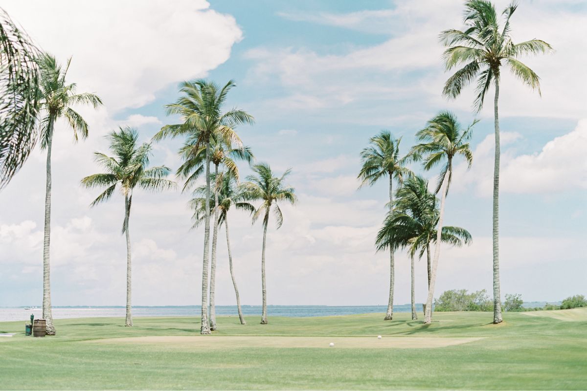 a group of palm trees on a golf course