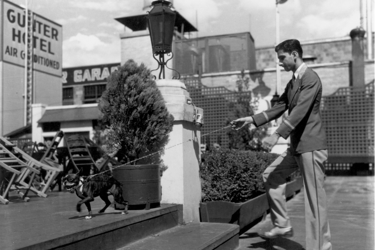 a man holding a leash to a dog