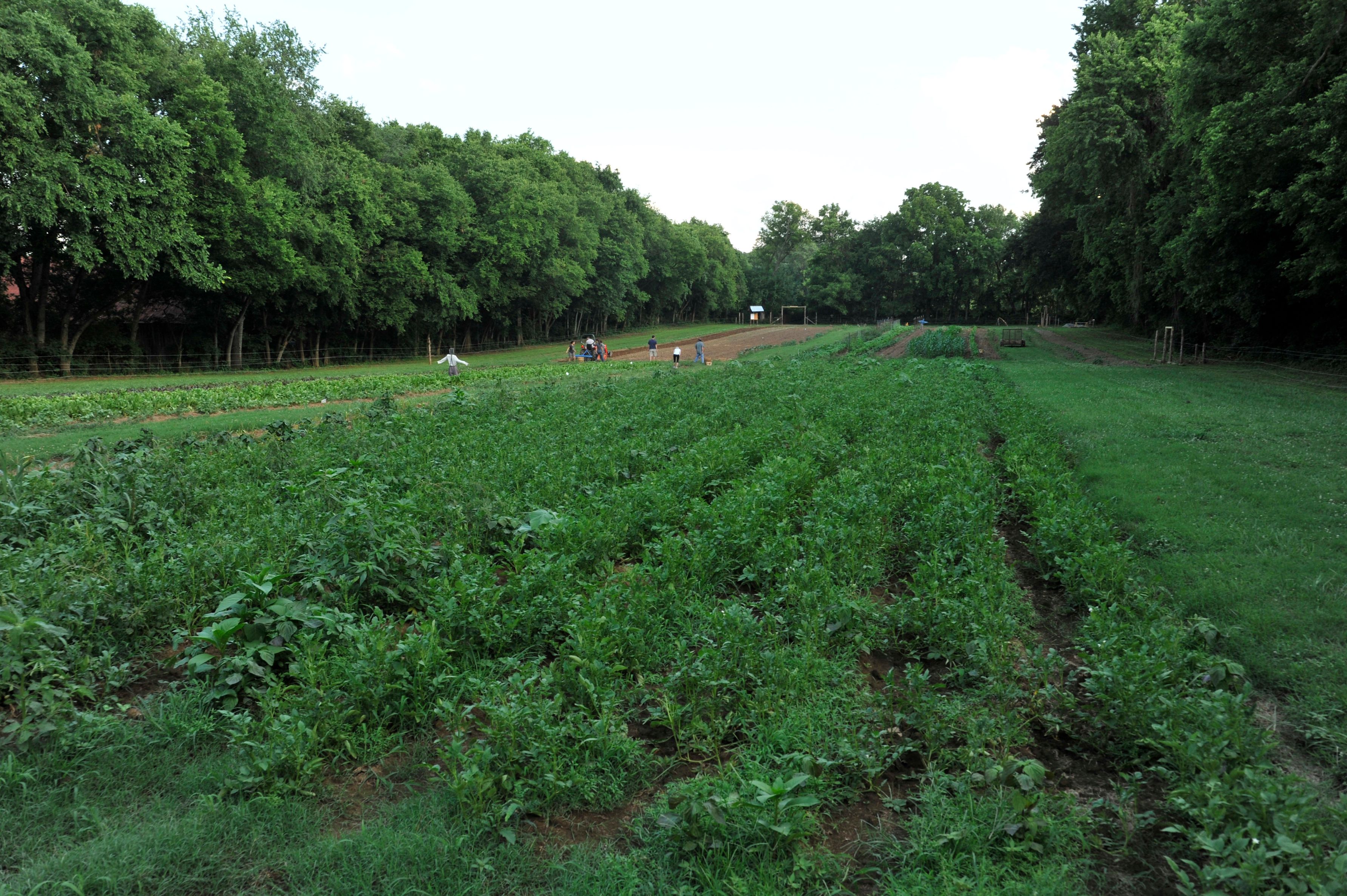 a field of green plants