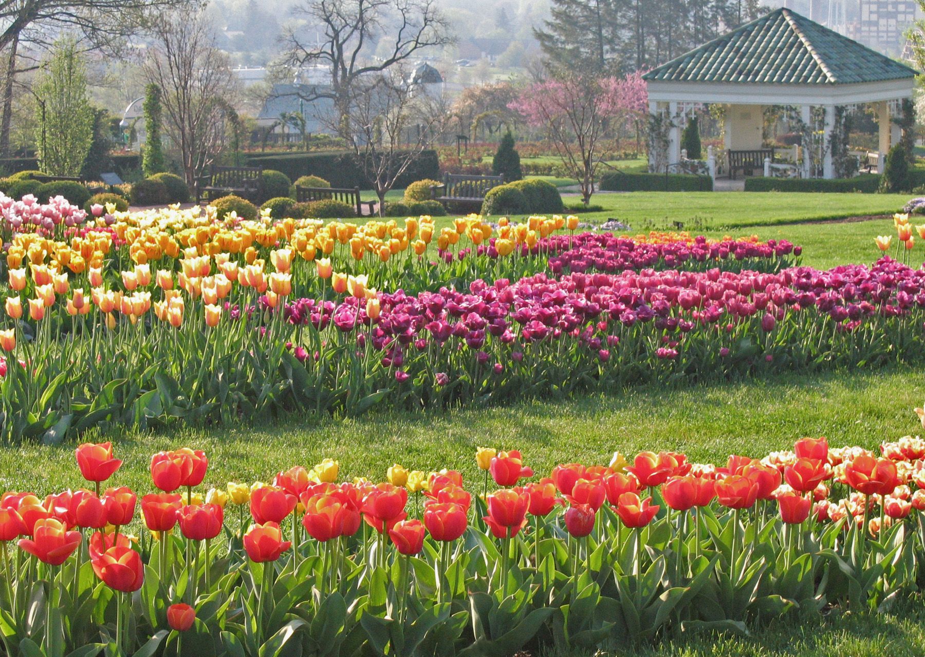 a field of tulips in a park