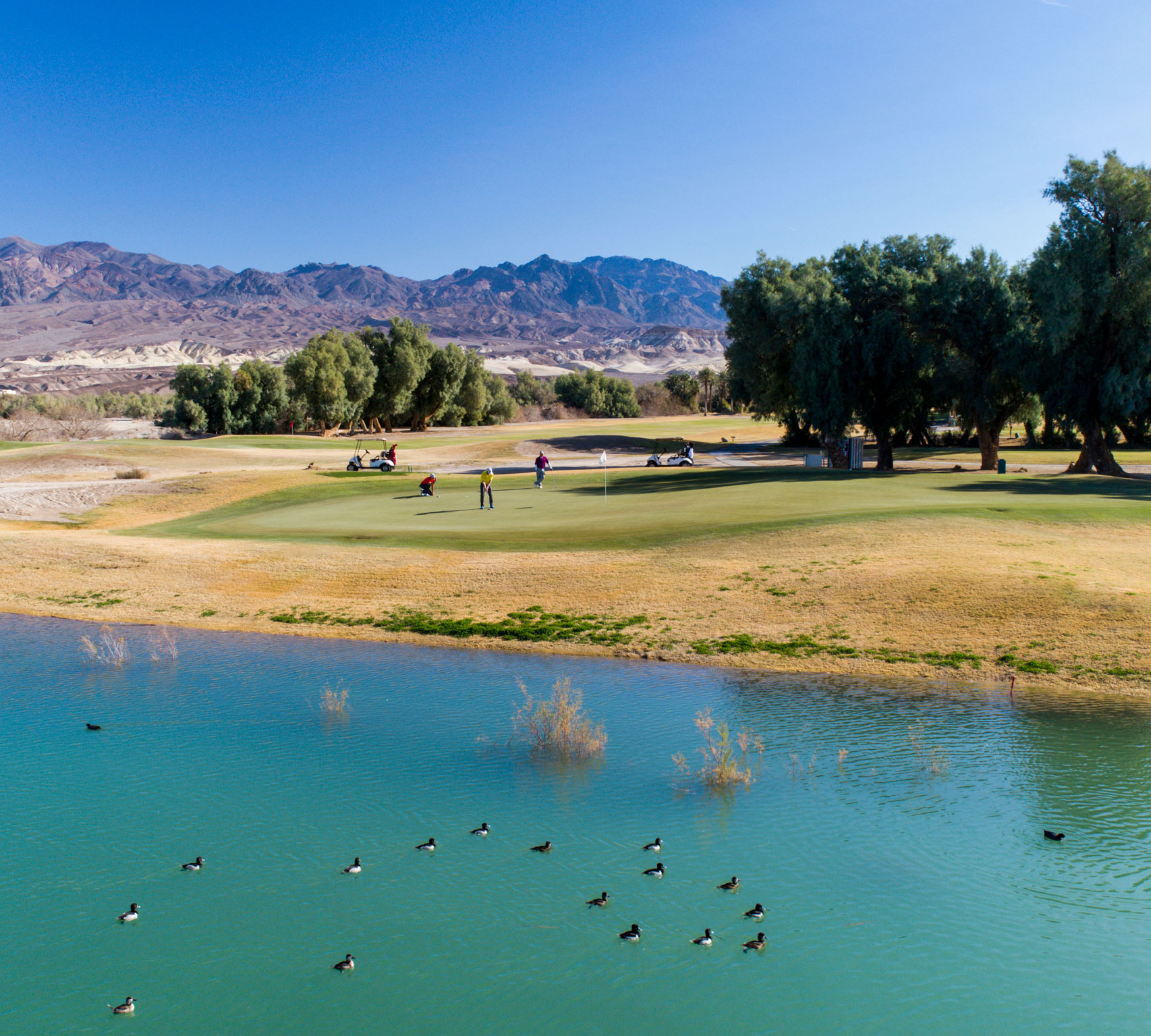 a group of people on a golf course with ducks swimming in water