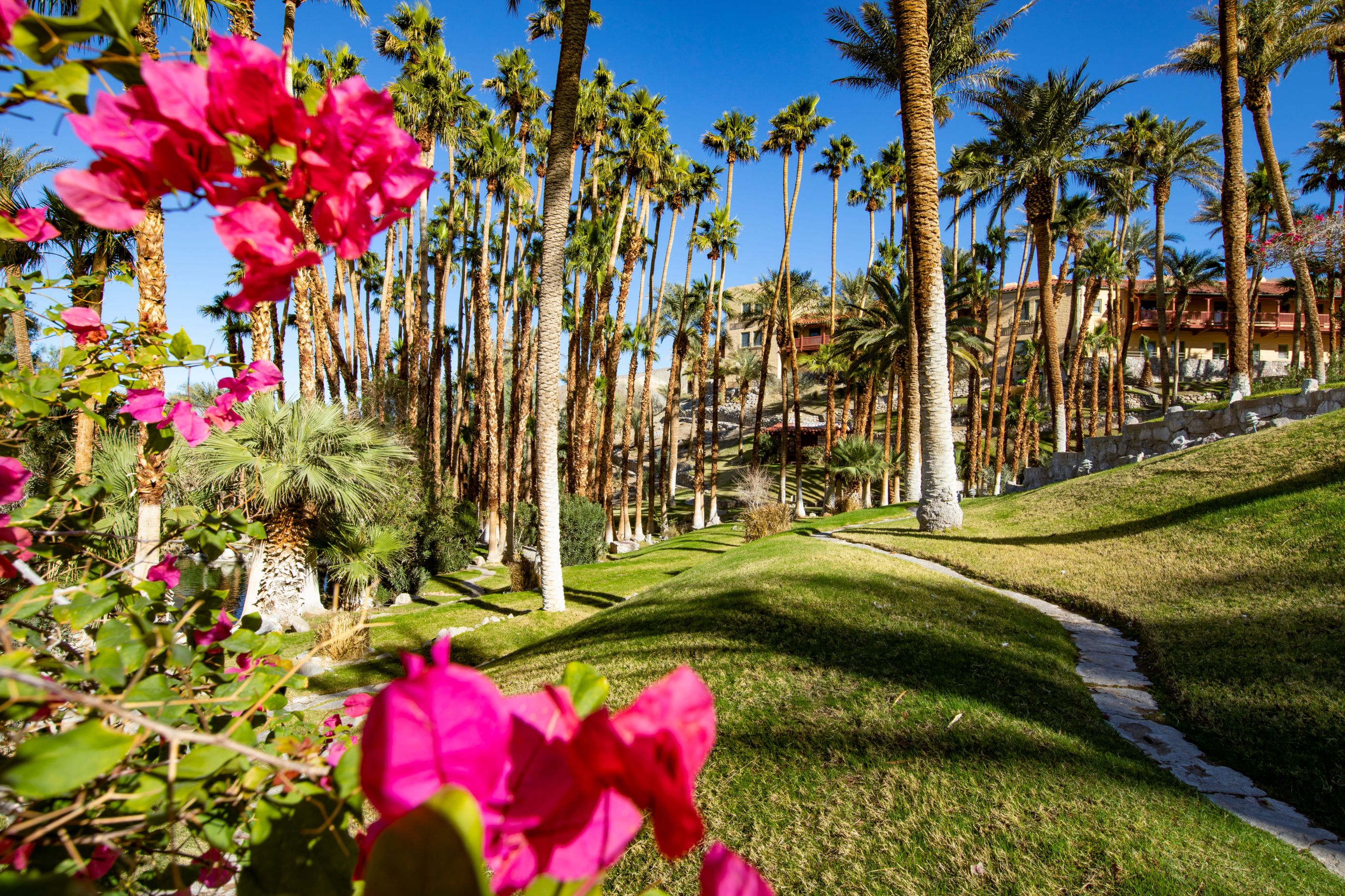 a palm trees and a path