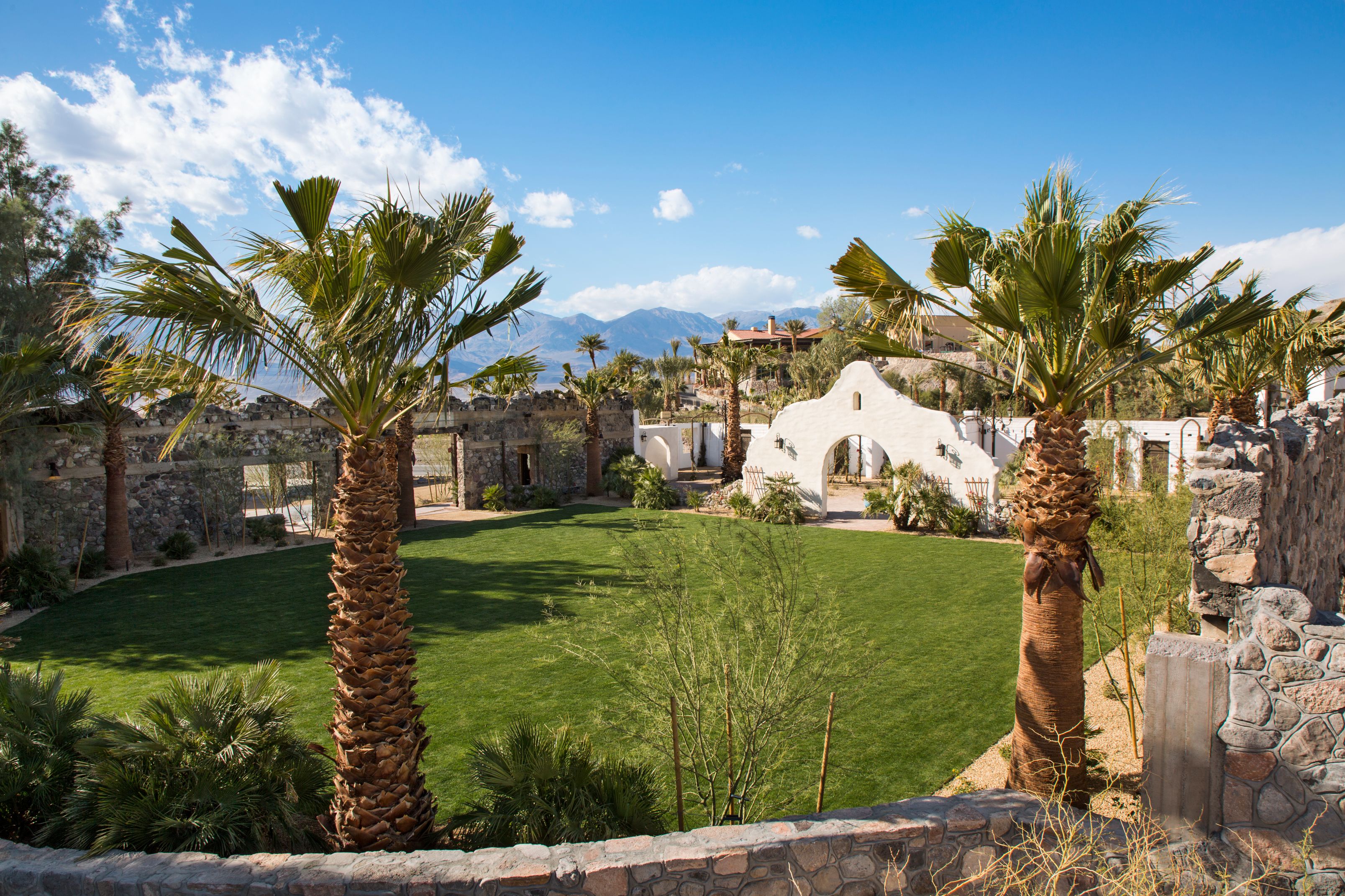 a palm trees in a yard