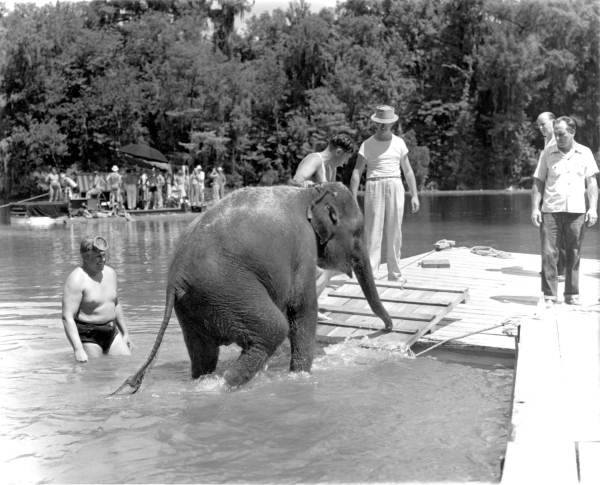 a elephant getting out of a pool