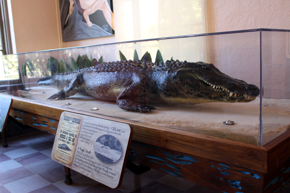 a large alligator in a glass case