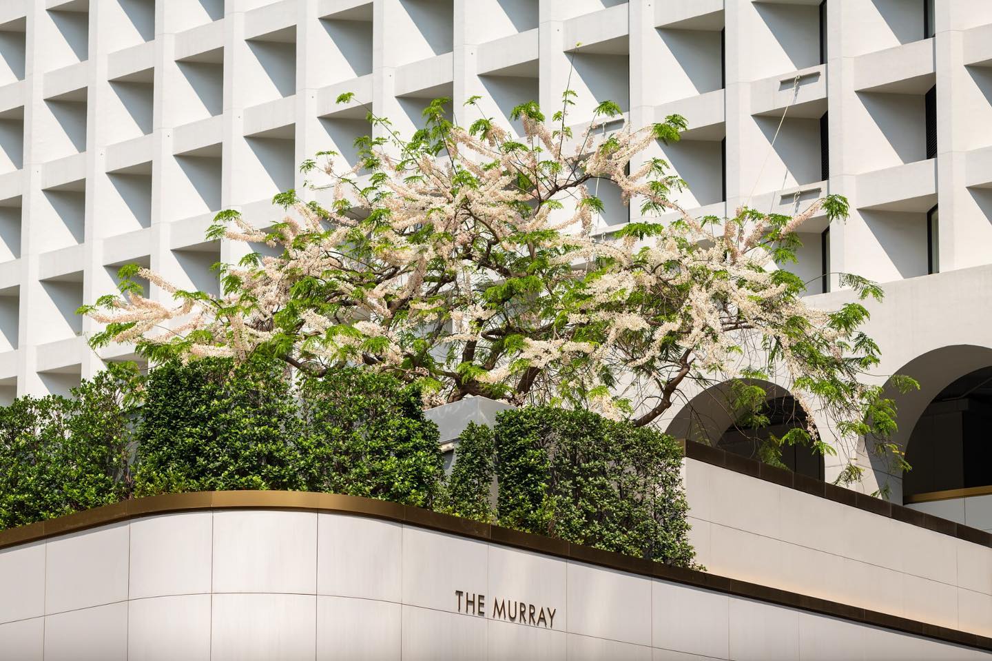a tree with white flowers on top of a building
