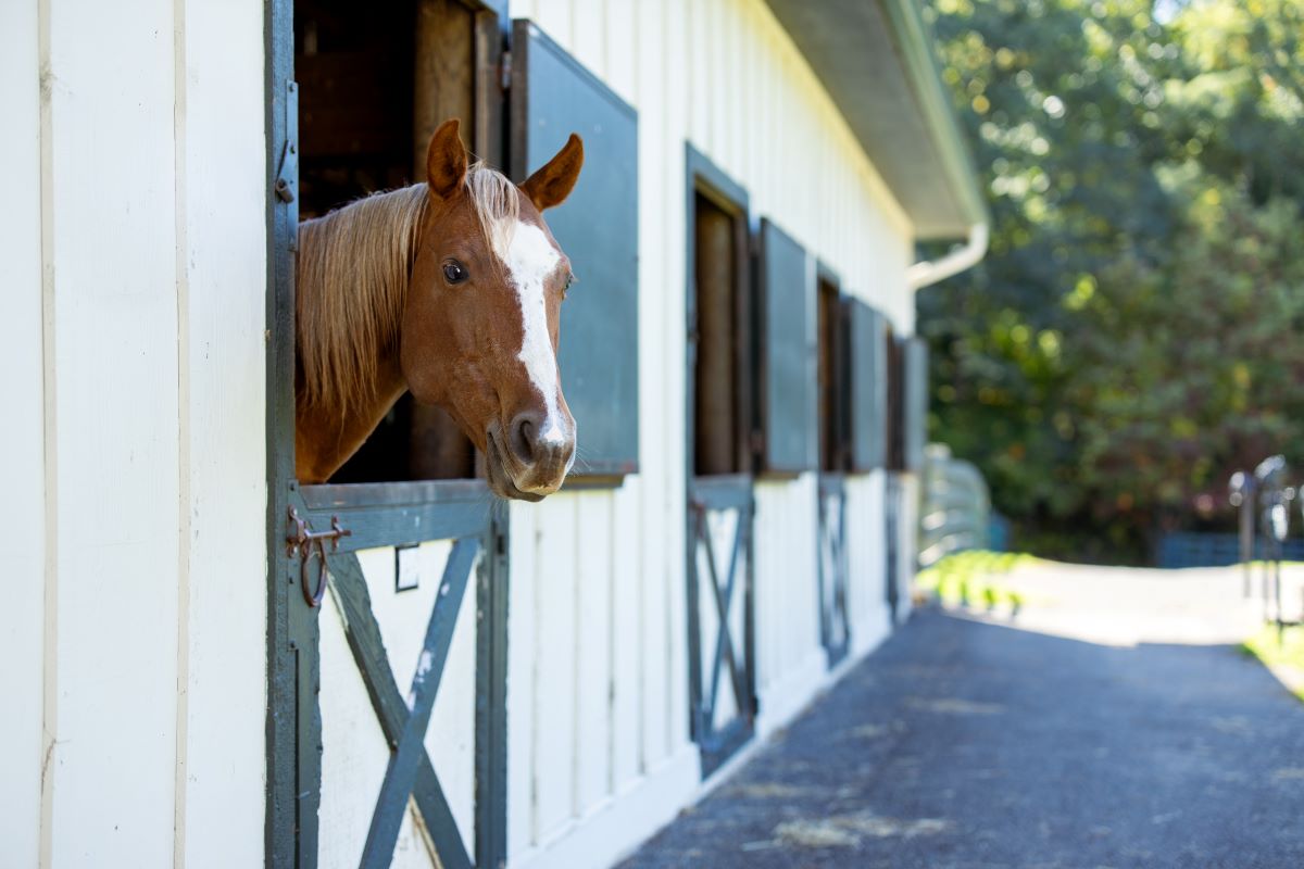 a horse looking out of a barn window