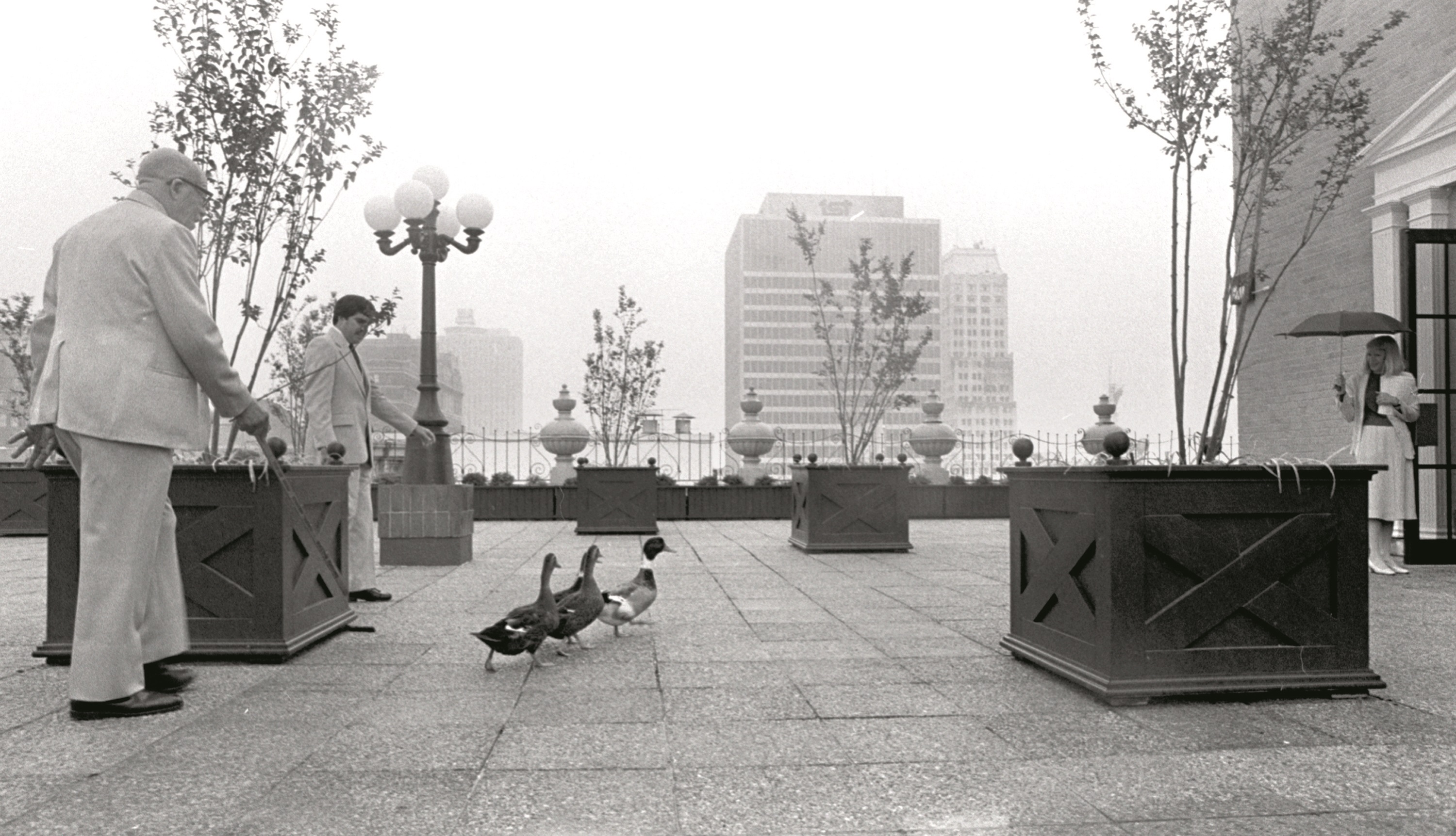 a man standing next to several ducks on a rooftop