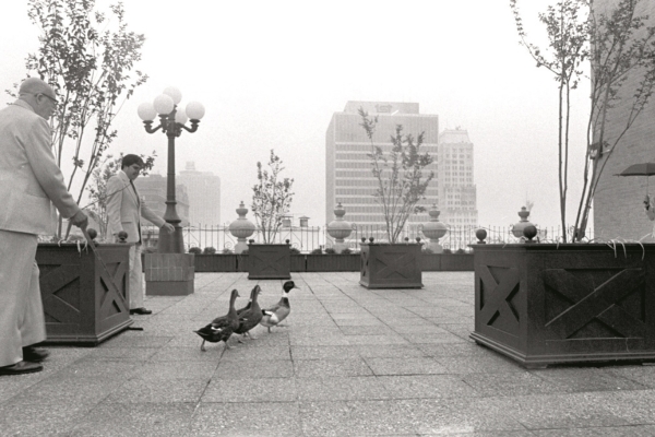 a man standing next to ducks on a rooftop
