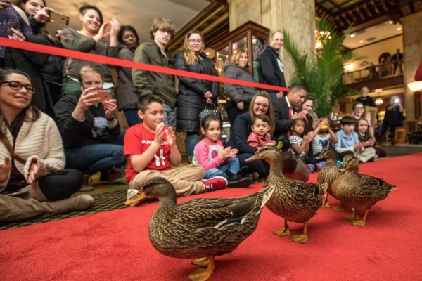 a group of ducks on a red carpet