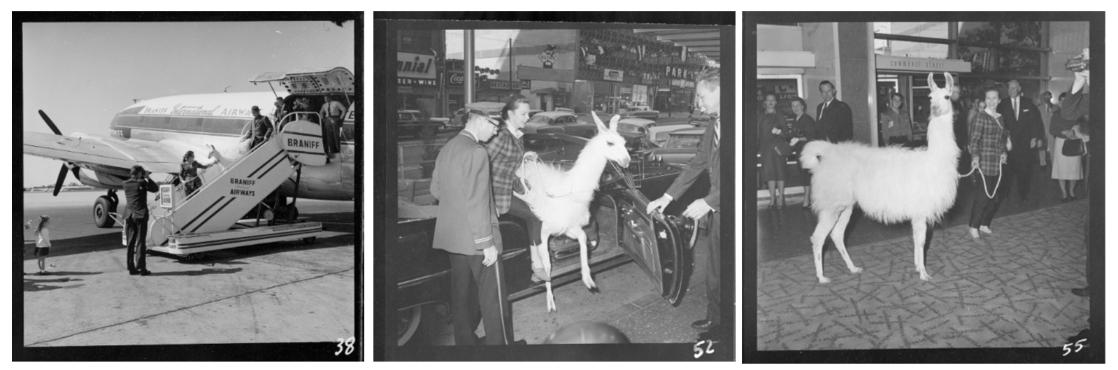 a llama being pulled out of a car