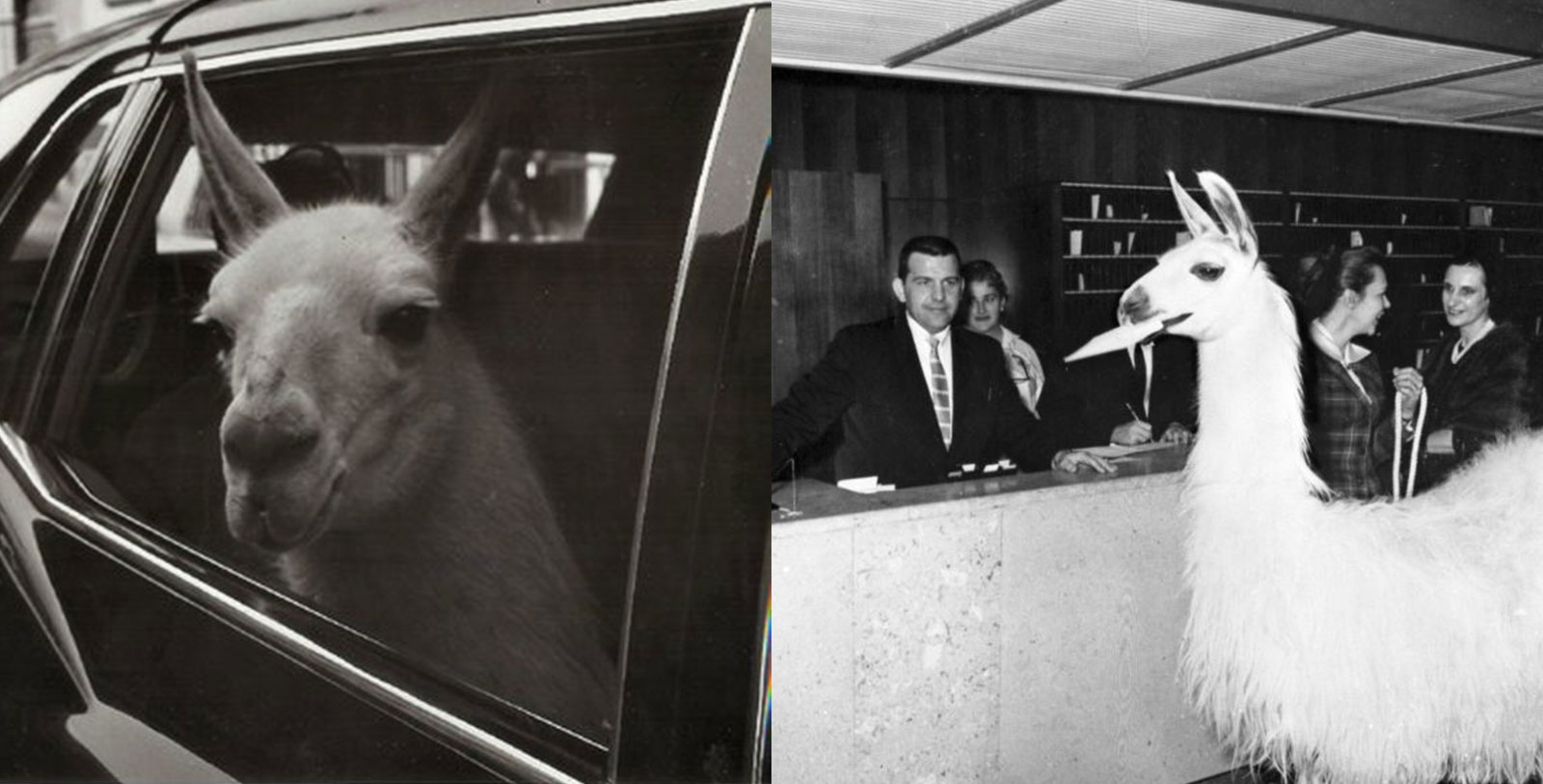 a man behind a counter with a llama behind him