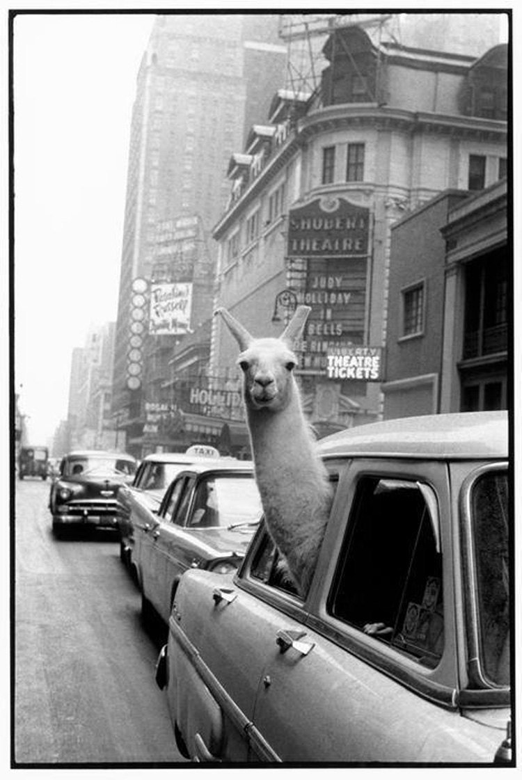a llama sticking its head out of a car window