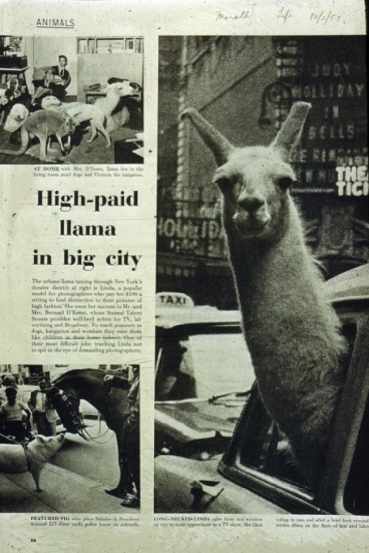 a llama looking out of a car window
