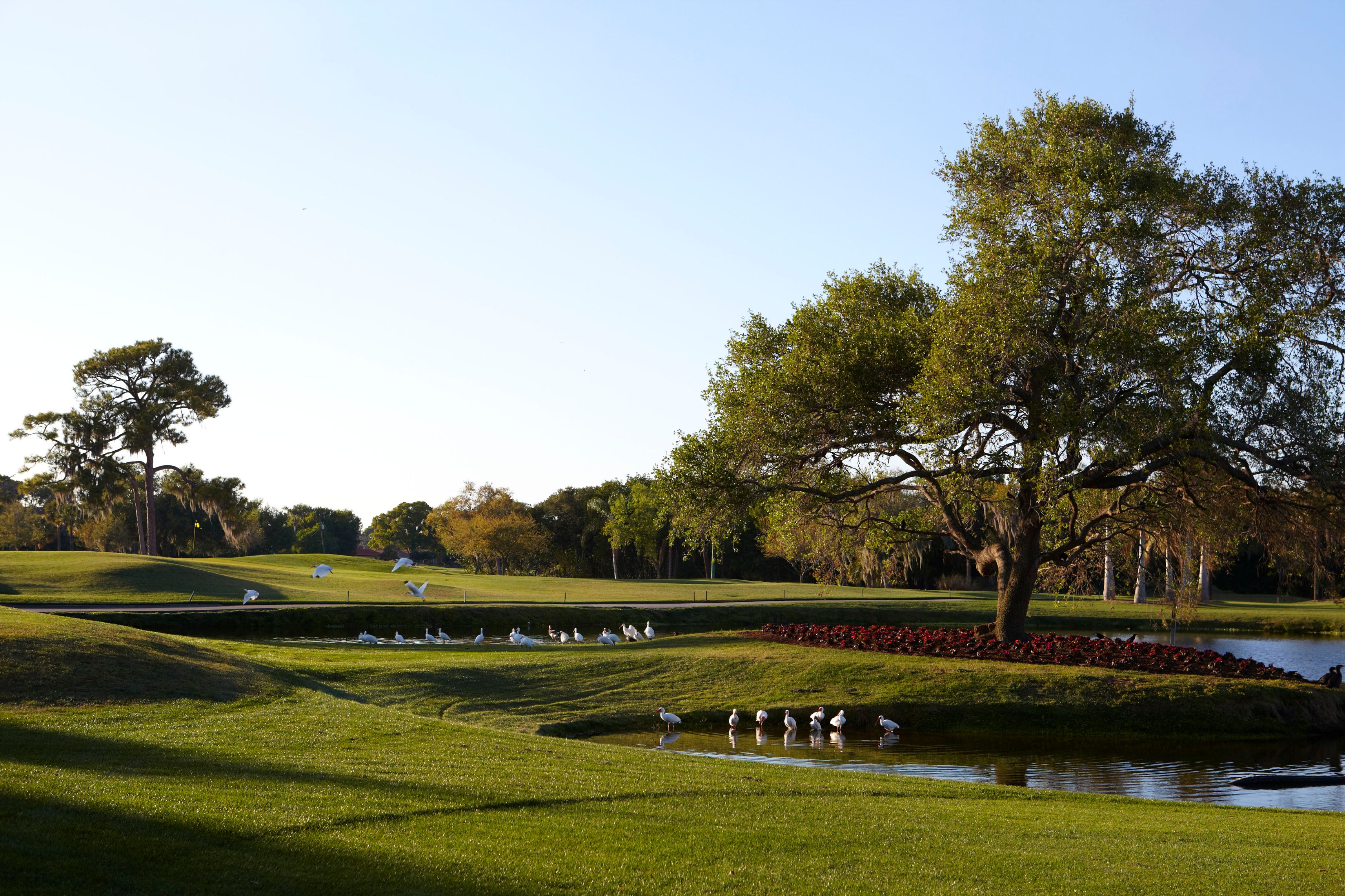 a group of birds in a park