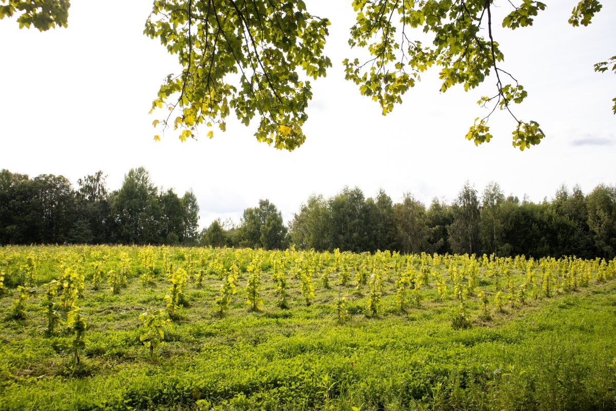 a field of plants with trees in the background